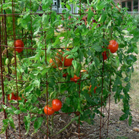 Tomato Plant 'Rutgers'