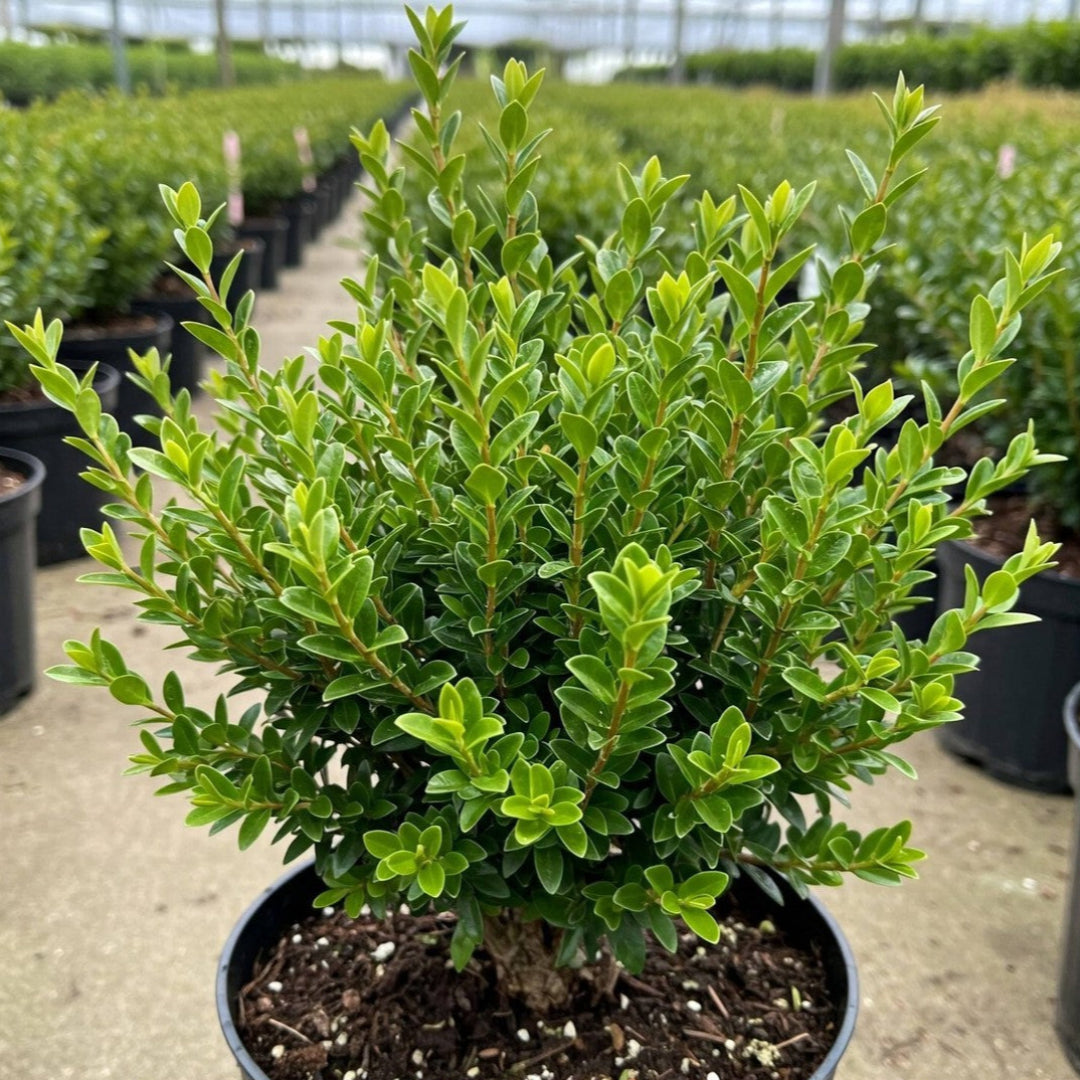 Titan Boxwood, Broadleaf Evergreen Shrub