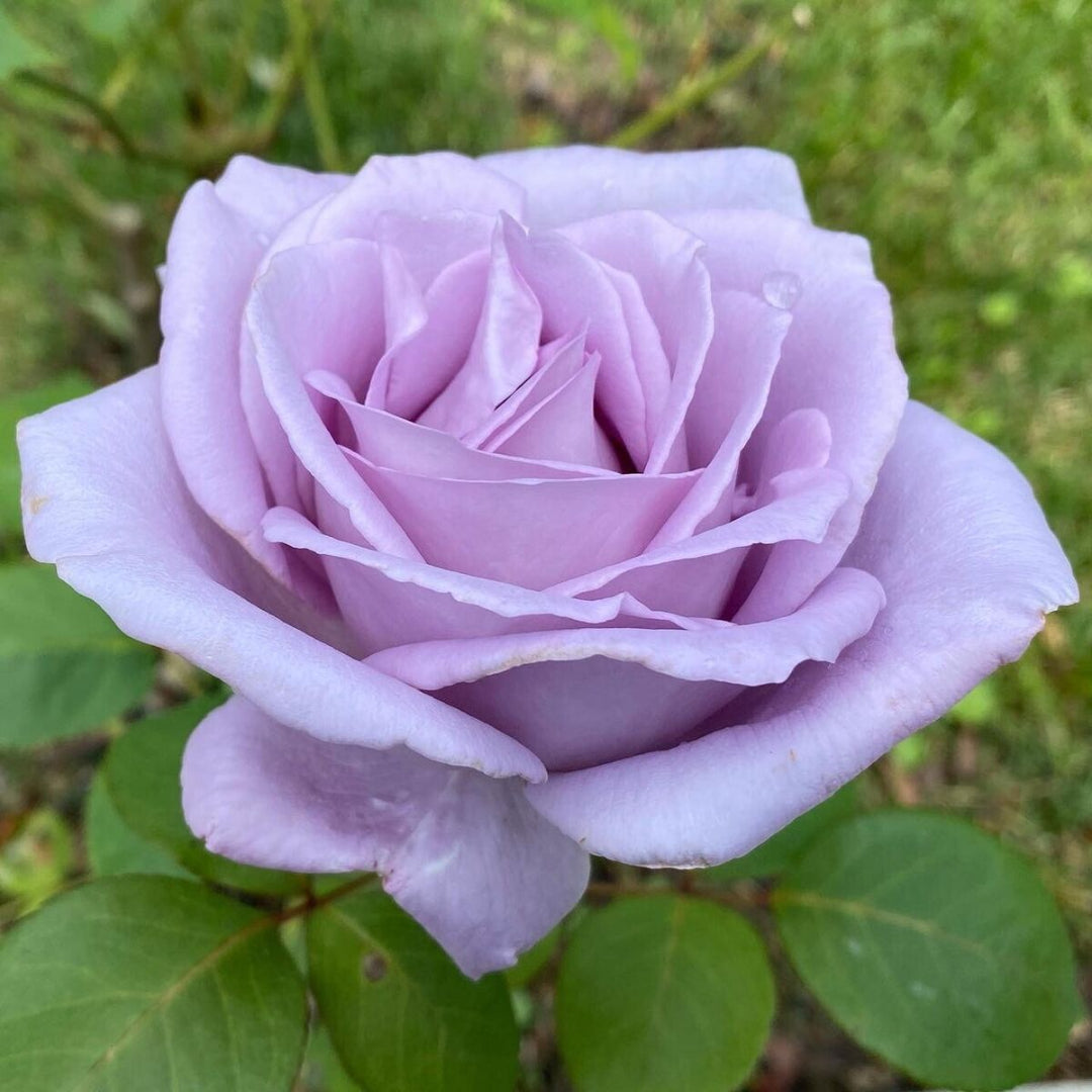 Blue Girl Hybrid Tea Rose