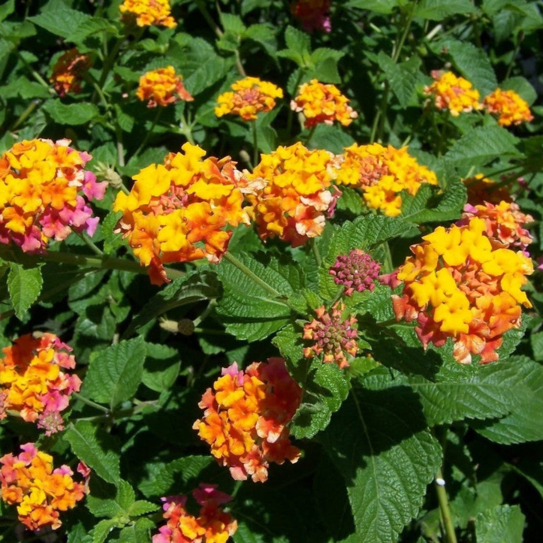 Lantana camara &