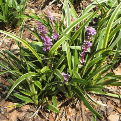Liriope Muscari John Burch Lily - [CG]