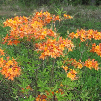 Rhododendron Aromi Sunrise Native Azalea