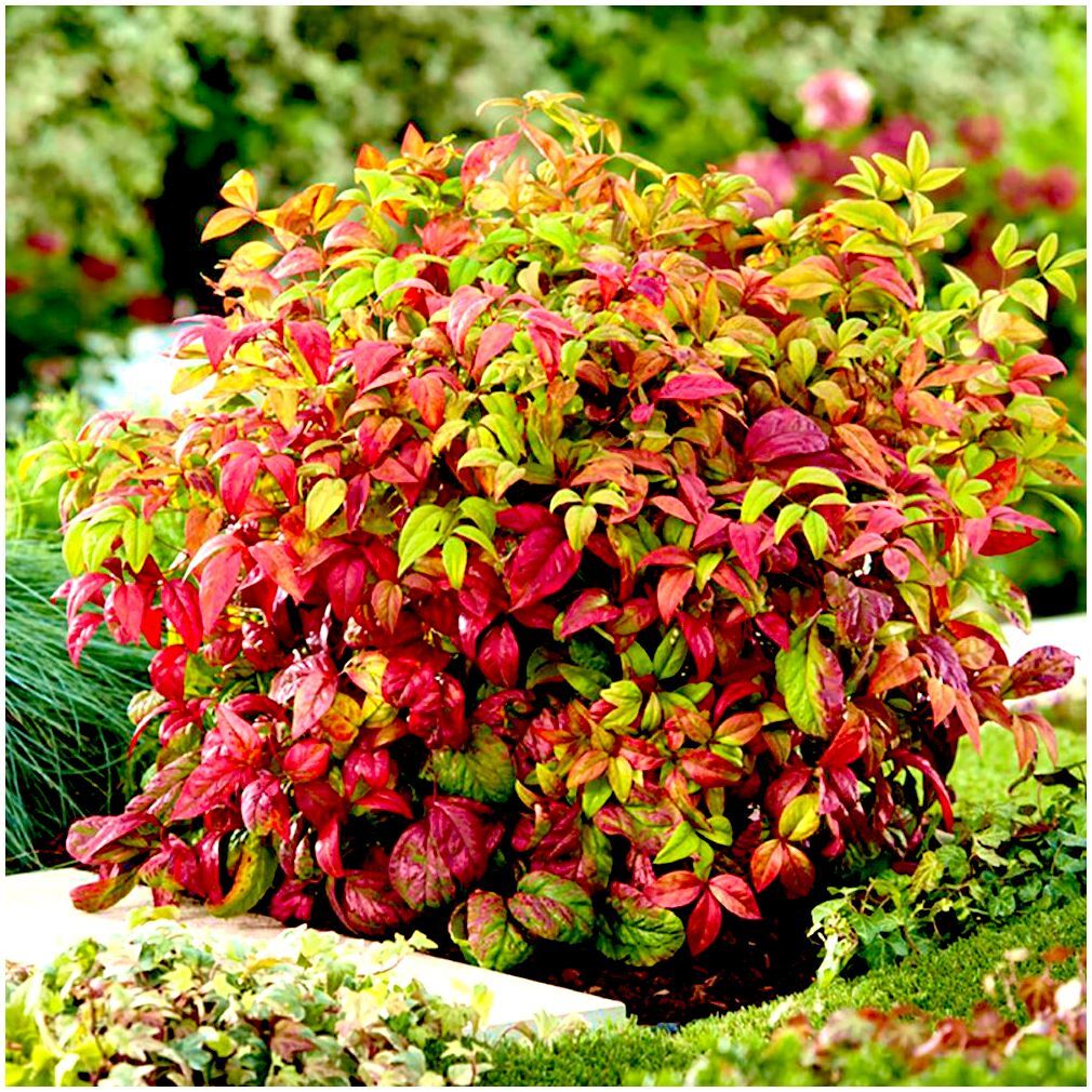 Firepower Nandina Evergreen Shrub