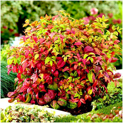 Firepower Nandina Evergreen Shrub