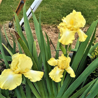 Iris Germanica 'Harvest of Memories