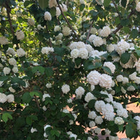Viburnum Plicatum Mary Milton