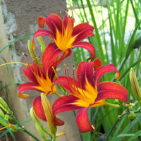 Bright blooming daylily perennial flowering plant