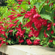 Red Weigela mature shrub bright trumpet flowers