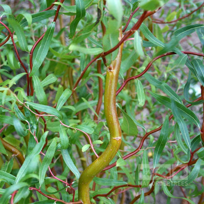 Scarlet Curly Willow Tree
