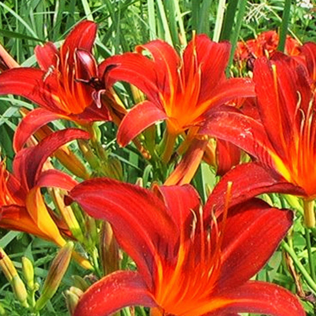 Nashville Star Hemerocallis Daylily
