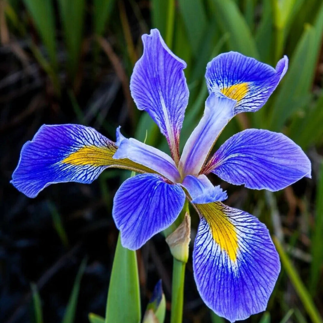 Blue Iris