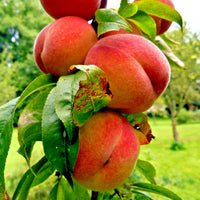 Loring Peach Tree