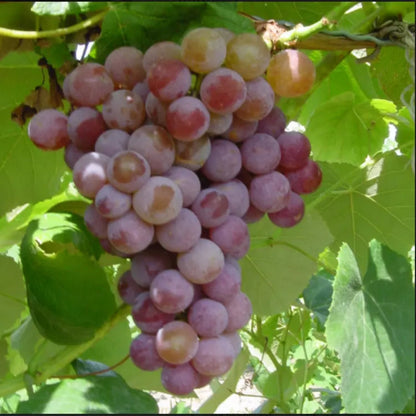 Compassion White Seedless Grape