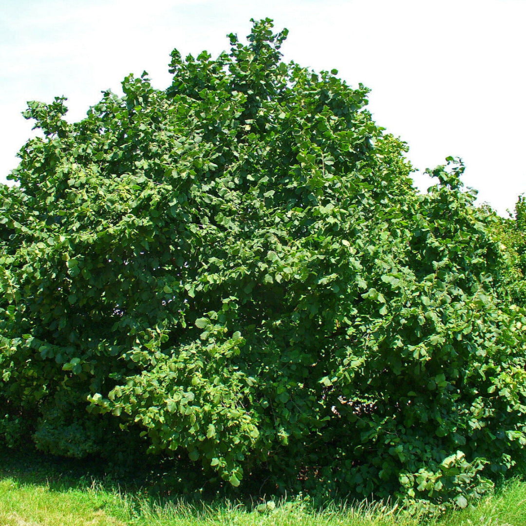 American Hazelnut Tree