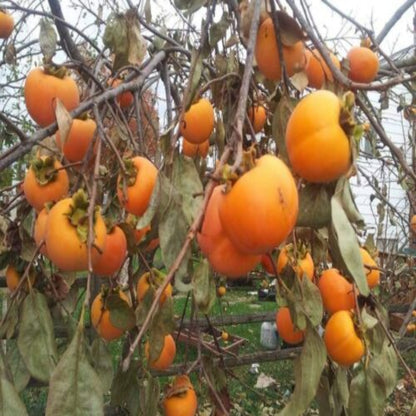 Hana Fuyu Japanese Persimmon