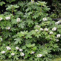 Ellen Huff Oakleaf Hydrangea Perfect for Low Maintenance Landscaping