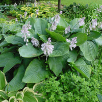 Hosta Shadowland 'Empress Wu'- [EG]