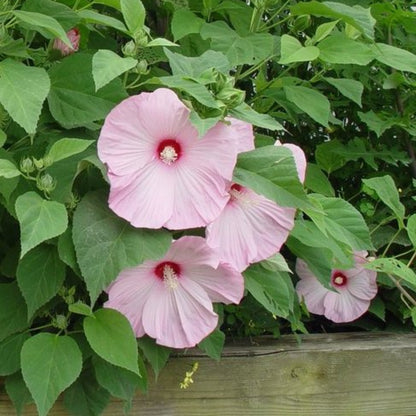 Lady Baltimore Hibiscus Shrub