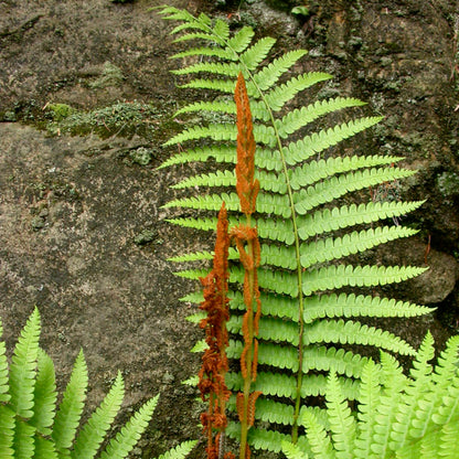 Osmunda Cinnamomea &