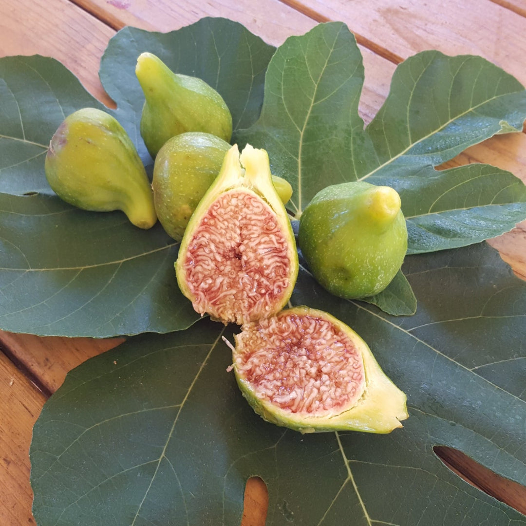 Desert King Fig Tree