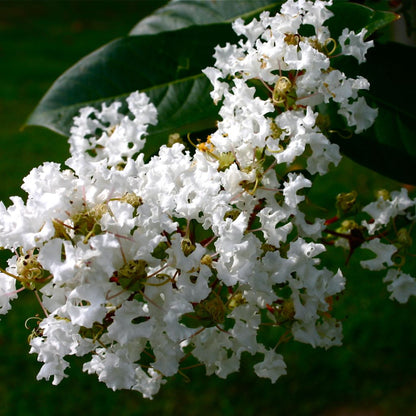 White Crape Myrtle Tree