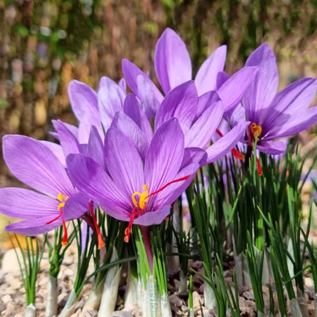 Saffron Spice Plant