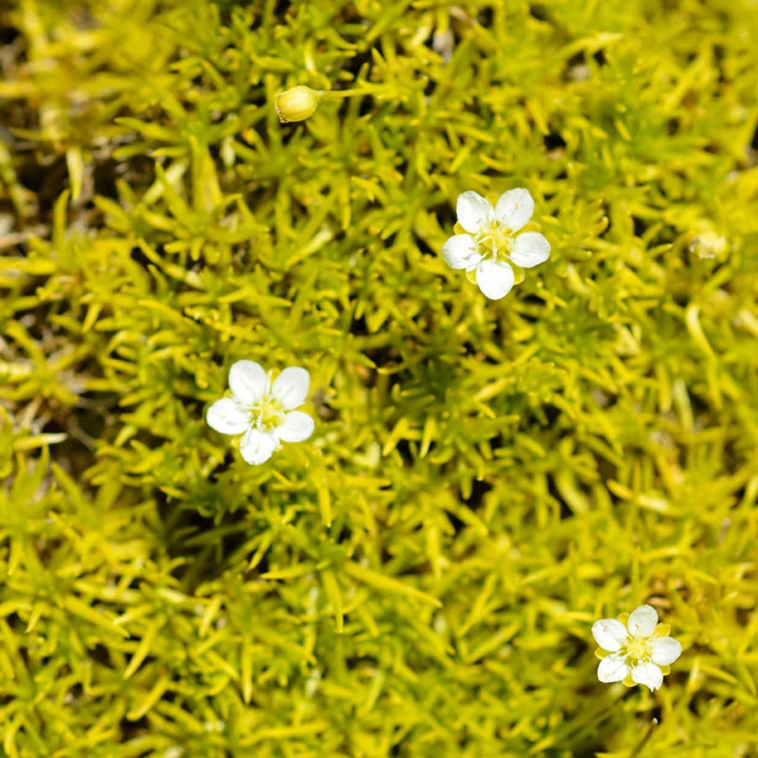 Sagina Subulata Aurea low growing moss plant for landscaping