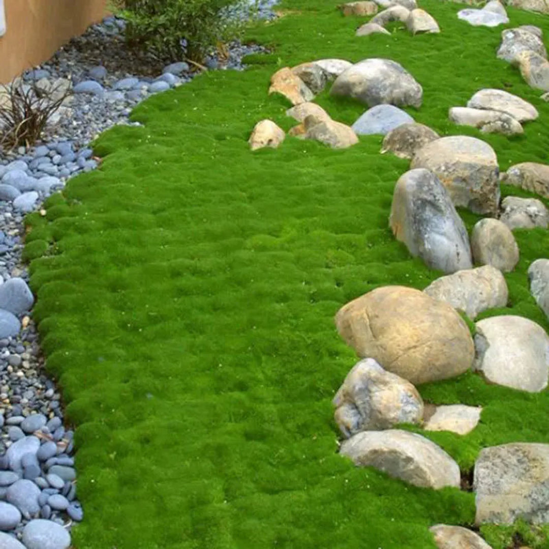 Scotch Moss perennial ground cover plant with soft green foliage