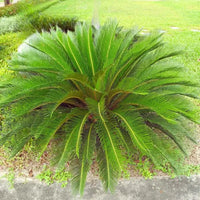 Sago Palm Tree