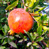 Salavatski Pomegranate fruit tree close-up