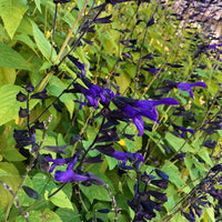 Black & Blue' Blue Anise Sage Perennial Sage