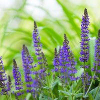 Salvia nemorosa 'May Night' - [EG]