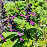 Salvia guarantica Bodacious 'Smokey Jazz' - [EG]