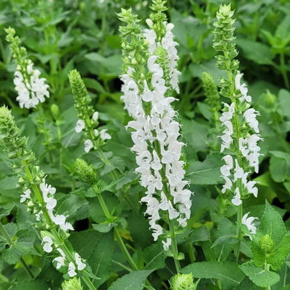 Salvia nemorosa &