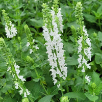 Salvia nemorosa 'Apex™ White' - [EG]