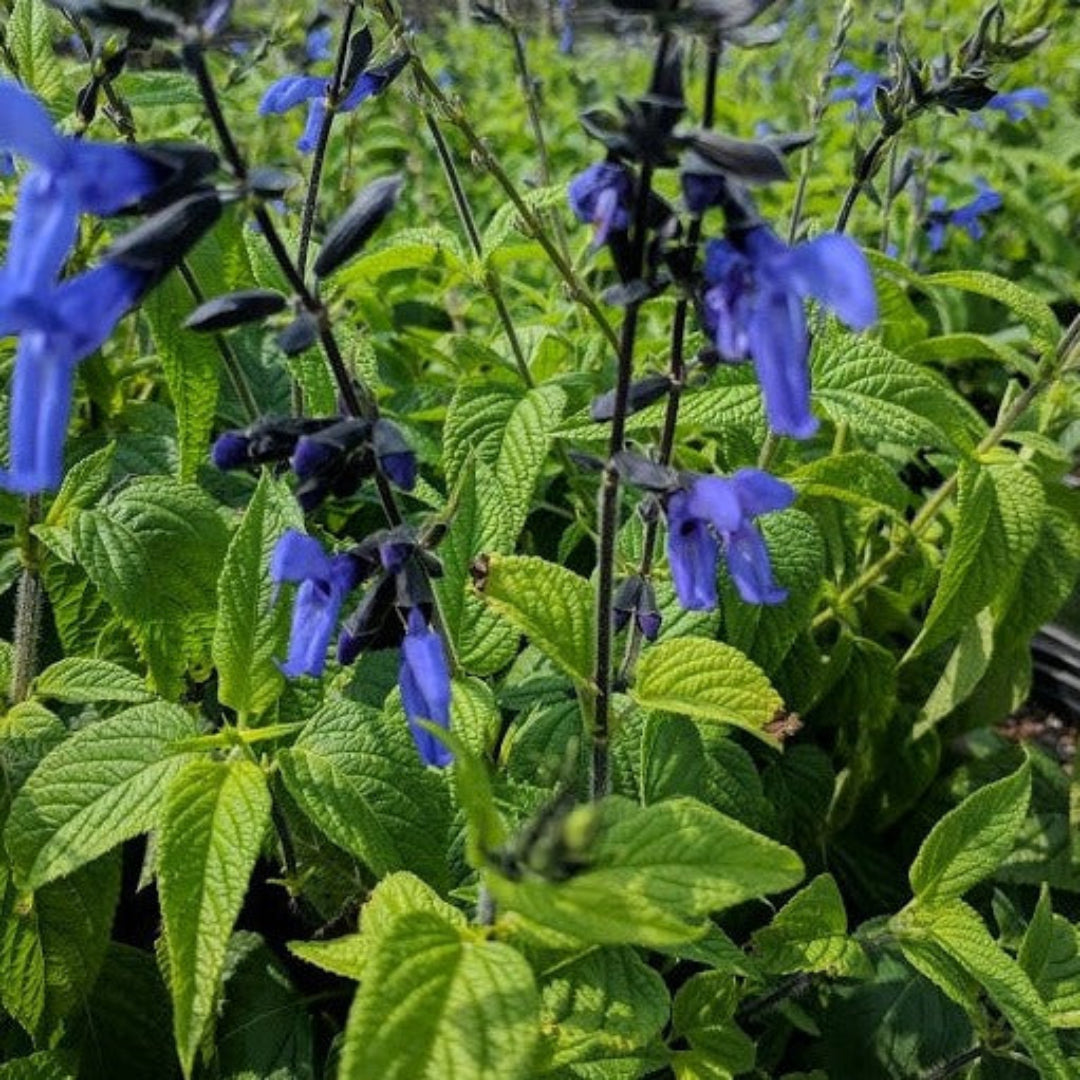 Salvia guaranitica &