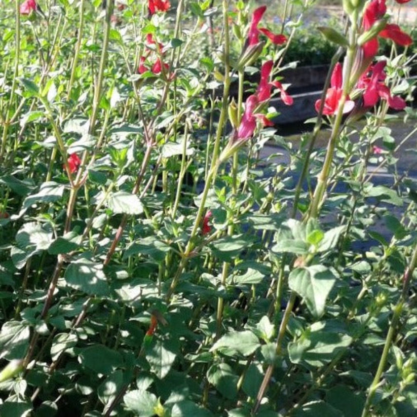 Salvia microphyla &