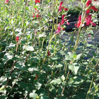 Salvia microphyla 'Hot Lips' - [EG]