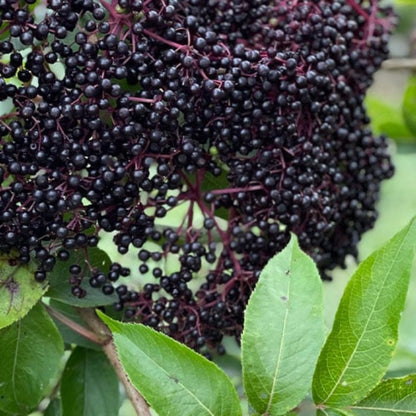 Bob Gordon American Elderberry