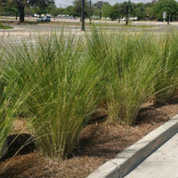 Sand Cord Grass