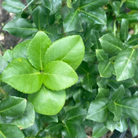 Low-maintenance Sarcoxie Euonymus groundcover