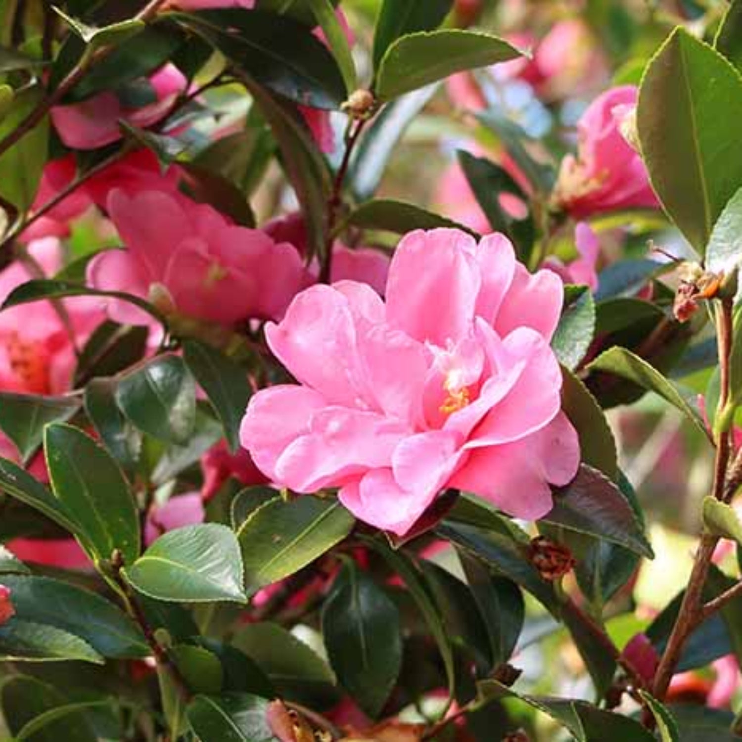 Autumn Sun Camellia Sasanqua