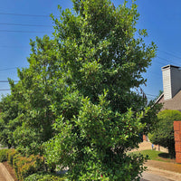 Savannah Holly tree used as privacy screen