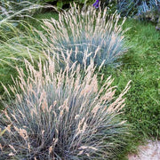 Grass: Festuca glauca Blue Fescue - [EG]