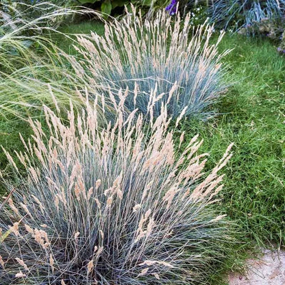 Grass: Festuca glauca Blue Fescue - [EG]
