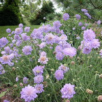 Scabiosa columbaria 'Butterfly Blue' Pincushion Flower - [EG]
