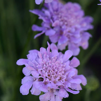 Scabiosa columbaria &