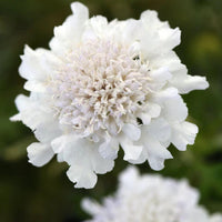 Scabiosa columbaria 'Flutter Pure White'