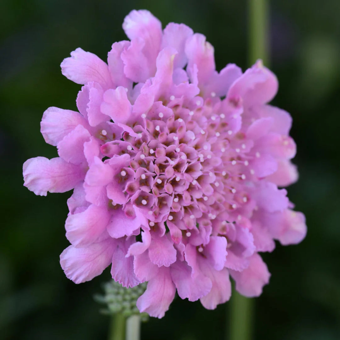 Scabiosa columbaria &
