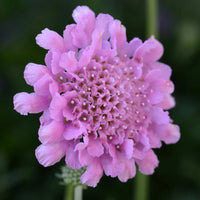 Scabiosa columbaria 'Flutter Rose Pink'
